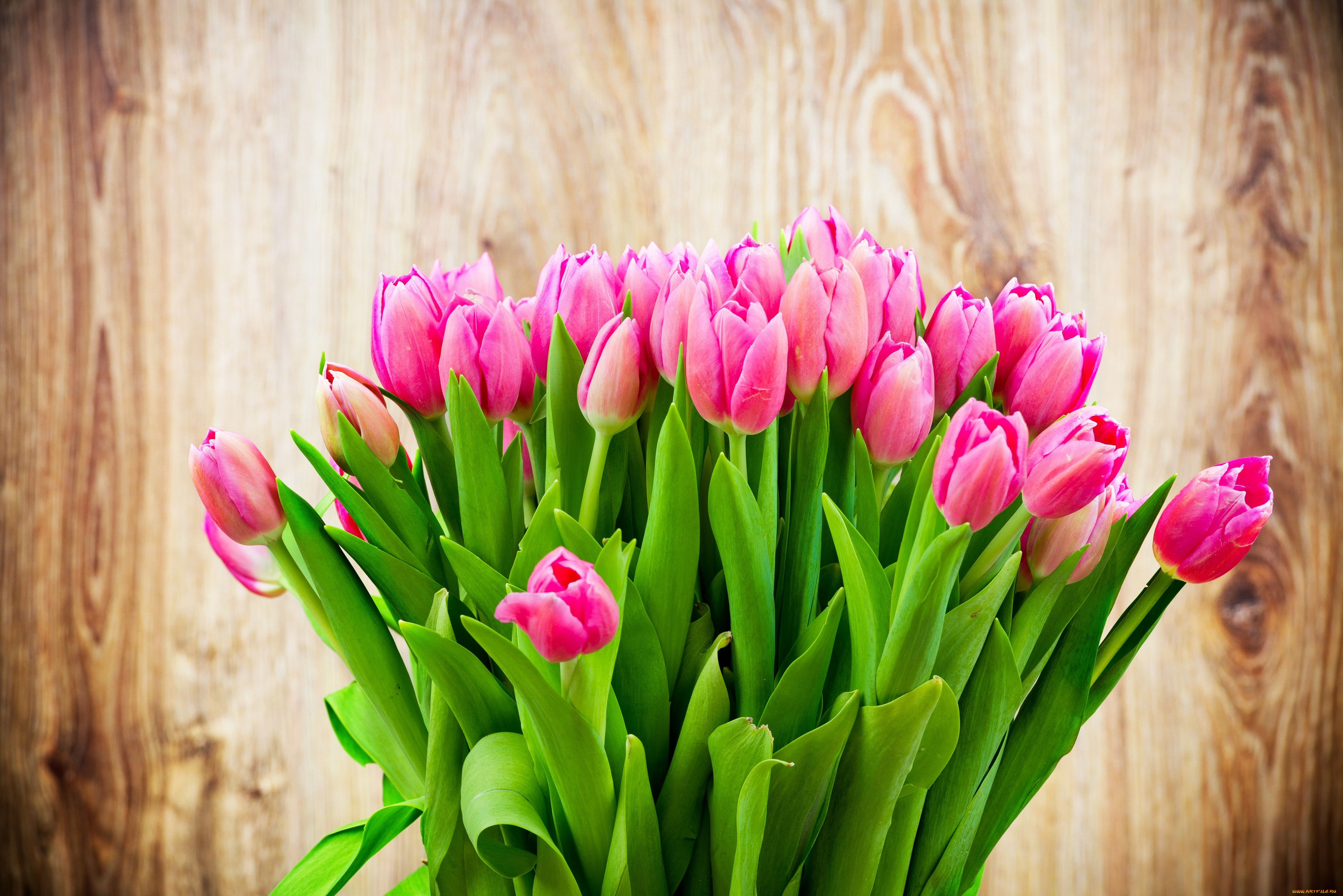 , , flowers, tulips, colorful